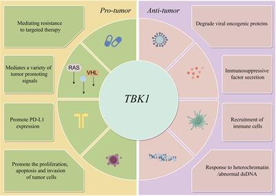 TBK1 is paradoxical in tumor development: a focus on the pathway mediating IFN-I expression